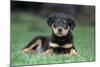 Rottweiler Puppy Lying Down in Grass-null-Mounted Photographic Print