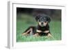 Rottweiler Puppy Lying Down in Grass-null-Framed Photographic Print