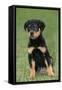 Rottweiler Puppy, Sitting Upright on Grass-null-Framed Stretched Canvas