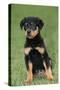 Rottweiler Puppy, Sitting Upright on Grass-null-Stretched Canvas