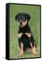Rottweiler Puppy, Sitting Upright on Grass-null-Framed Stretched Canvas