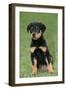 Rottweiler Puppy, Sitting Upright on Grass-null-Framed Photographic Print