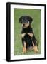 Rottweiler Puppy, Sitting Upright on Grass-null-Framed Photographic Print