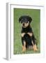 Rottweiler Puppy, Sitting Upright on Grass-null-Framed Photographic Print