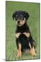 Rottweiler Puppy, Sitting Upright on Grass-null-Mounted Photographic Print