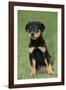 Rottweiler Puppy, Sitting Upright on Grass-null-Framed Photographic Print