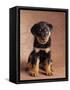 Rottweiler Puppy-Jim Craigmyle-Framed Stretched Canvas