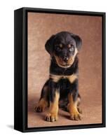 Rottweiler Puppy-Jim Craigmyle-Framed Stretched Canvas