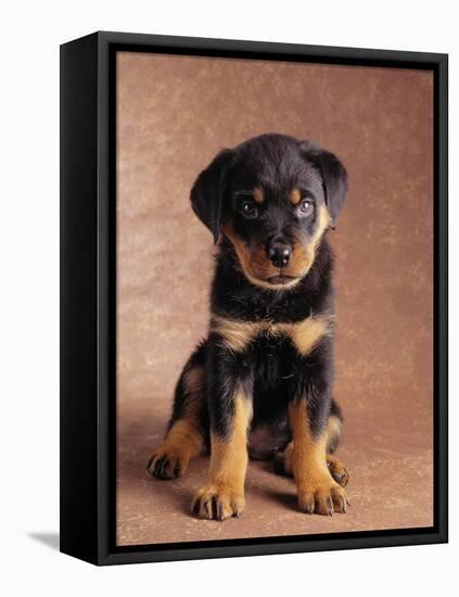 Rottweiler Puppy-Jim Craigmyle-Framed Stretched Canvas