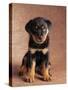 Rottweiler Puppy-Jim Craigmyle-Stretched Canvas
