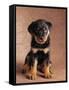 Rottweiler Puppy-Jim Craigmyle-Framed Stretched Canvas