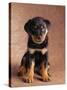 Rottweiler Puppy-Jim Craigmyle-Stretched Canvas