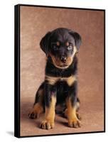 Rottweiler Puppy-Jim Craigmyle-Framed Stretched Canvas