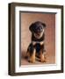 Rottweiler Puppy-Jim Craigmyle-Framed Photographic Print