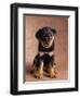 Rottweiler Puppy-Jim Craigmyle-Framed Photographic Print