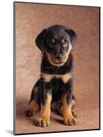 Rottweiler Puppy-Jim Craigmyle-Mounted Photographic Print