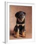 Rottweiler Puppy-Jim Craigmyle-Framed Photographic Print