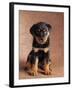 Rottweiler Puppy-Jim Craigmyle-Framed Photographic Print