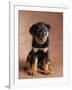 Rottweiler Puppy-Jim Craigmyle-Framed Photographic Print