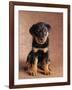 Rottweiler Puppy-Jim Craigmyle-Framed Photographic Print