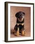 Rottweiler Puppy-Jim Craigmyle-Framed Photographic Print