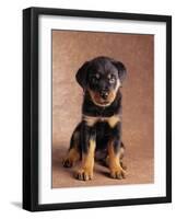 Rottweiler Puppy-Jim Craigmyle-Framed Photographic Print