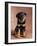 Rottweiler Puppy-Jim Craigmyle-Framed Photographic Print