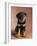 Rottweiler Puppy-Jim Craigmyle-Framed Photographic Print