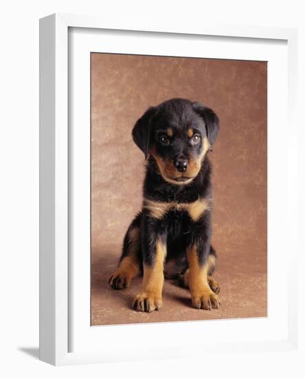 Rottweiler Puppy-Jim Craigmyle-Framed Photographic Print