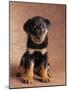 Rottweiler Puppy-Jim Craigmyle-Mounted Photographic Print