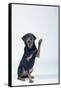 Rottweiler Raising One Paw-DLILLC-Framed Stretched Canvas