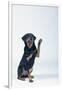 Rottweiler Raising One Paw-DLILLC-Framed Photographic Print