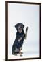 Rottweiler Raising One Paw-DLILLC-Framed Photographic Print