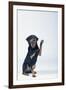 Rottweiler Raising One Paw-DLILLC-Framed Photographic Print