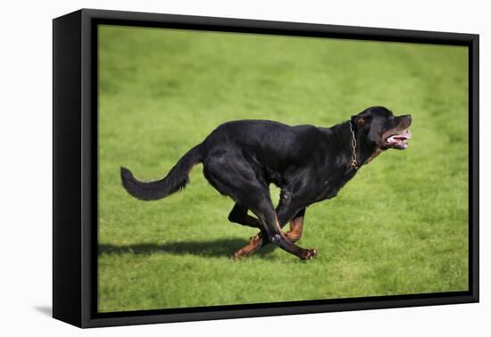 Rottweiler Running-null-Framed Stretched Canvas