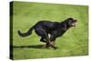 Rottweiler Running-null-Stretched Canvas