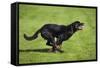 Rottweiler Running-null-Framed Stretched Canvas