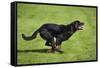 Rottweiler Running-null-Framed Stretched Canvas