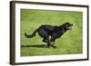 Rottweiler Running-null-Framed Photographic Print