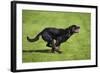 Rottweiler Running-null-Framed Photographic Print