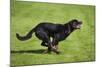 Rottweiler Running-null-Mounted Photographic Print