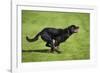 Rottweiler Running-null-Framed Photographic Print