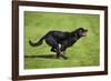 Rottweiler Running-null-Framed Photographic Print