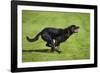 Rottweiler Running-null-Framed Photographic Print