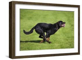 Rottweiler Running-null-Framed Photographic Print