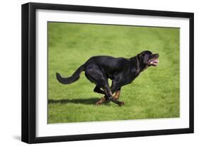 Rottweiler Running-null-Framed Photographic Print