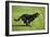 Rottweiler Running-null-Framed Photographic Print