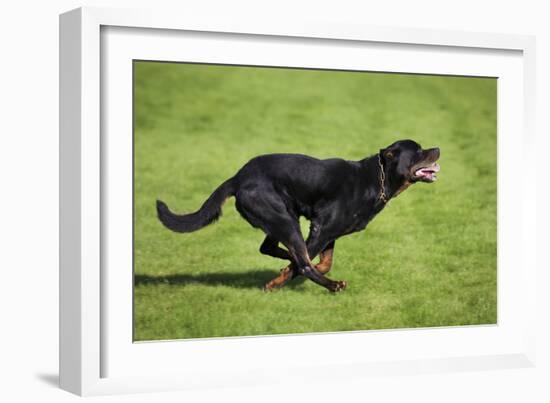 Rottweiler Running-null-Framed Photographic Print