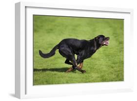 Rottweiler Running-null-Framed Photographic Print