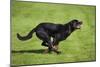 Rottweiler Running-null-Mounted Photographic Print